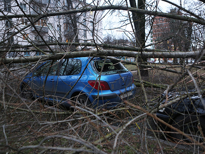 В Минске на припаркованные машины упало дерево