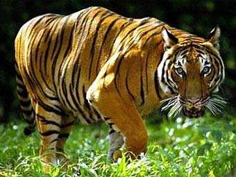Китайца посадили на 12 лет за убийство редкого тигра