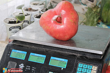 Фотофакт: В Кобринском районе у пенсионера в огороде вырос помидор-гигант