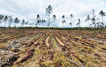 Шокирующие масштабы вырубки лесов в Беларуси показали в одном видео