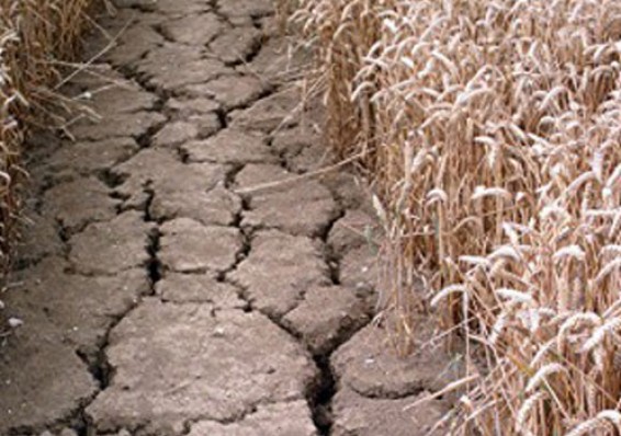 Беларуси угрожает потеря зерна из-за засухи