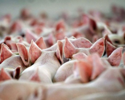 Минсельхозпрод: ситуация с АЧС спокойная, идет восстановление поголовья свиней