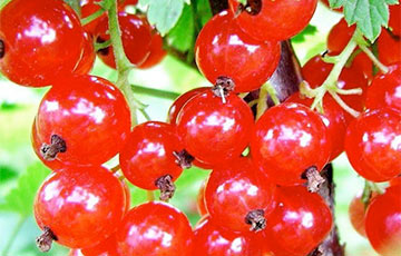 Студентов из Витебска и Орши послали собирать ягоды на «чернила»