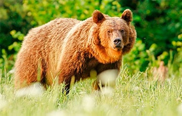 Вдоль трассы М6 «Минск - Гродно» ходит медведь