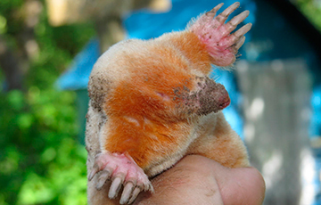 В Барани поймали крота-альбиноса