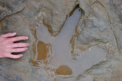 В Германии обнаружили останки 30-тонного маменчизавра