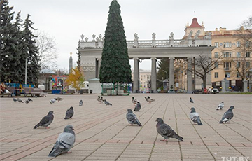 В Минске уже появляются новогодние елки