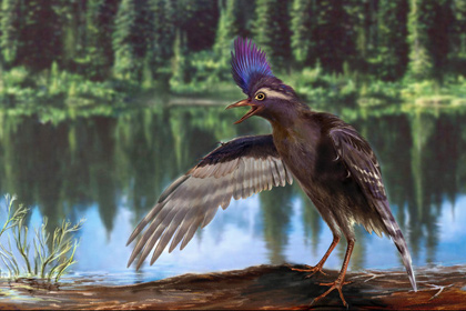 Ученые нашли древнейшего предка птиц