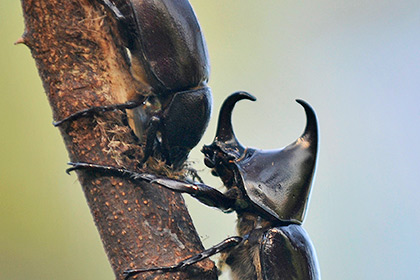 Ученые описали боевые приемы жуков-носорогов