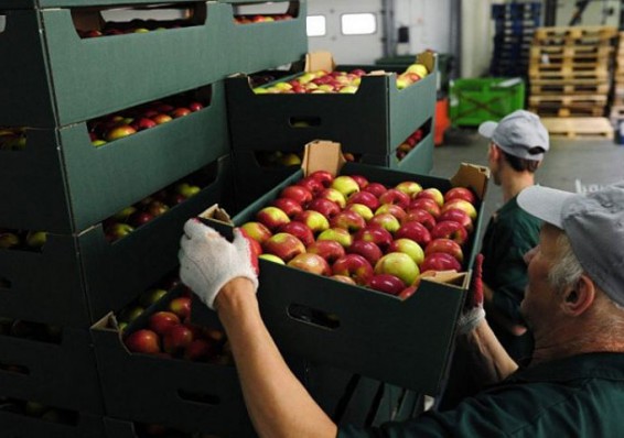 Реэкспорт польских яблок в РФ осуществляют российские бандиты – Лукашенко