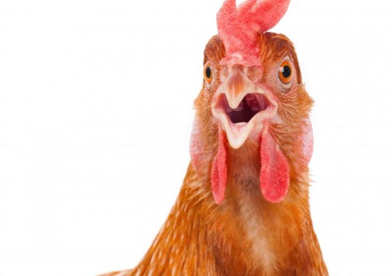 Беларусь начала поставлять мясо птицы в Китай