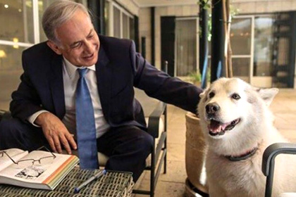 Собака Нетаньяху покусала его гостей на ханукальной вечеринке