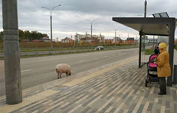 Фотофакт: По минскому Уручью гуляет домашняя свинья