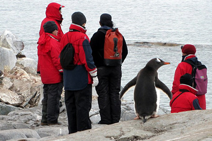 В Антарктику позвали работать устойчивых к вонючим пингвинам людей