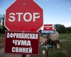 Беларусь запретила свинину из Польши