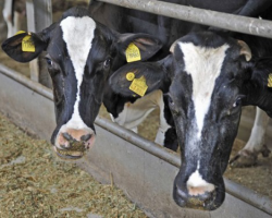 Беларусь отменила запрет на импорт скота из стран ЕС