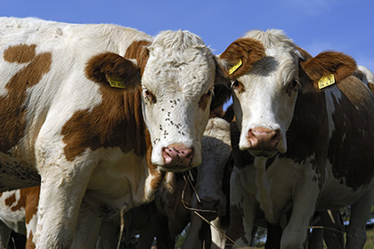Фермеры Нью-Гемпшира выступили против запрета скотоложества