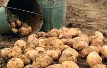 Беларусы отказываются от картошки?