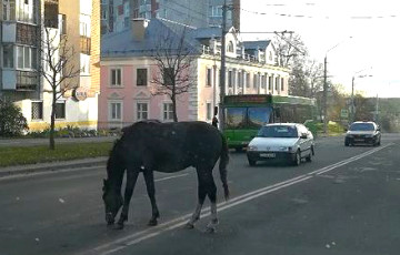 Фотофакт: По центру Могилева снова гуляют лошади