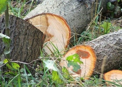 В Гомеле массово вырубают деревья ради нового кабака
