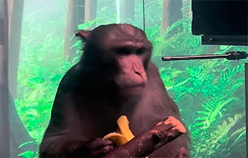 Илон Маск показал играющую силой мысли чипированную обезьяну