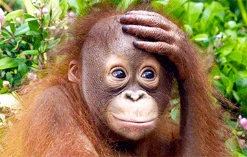 Россиянин пытался вывезти из Индонезии орангутанга в чемодане