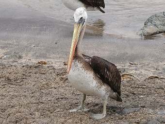 На пляже в Перу нашли более 500 мертвых пеликанов