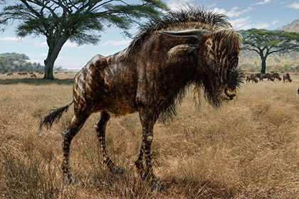 У древней антилопы нашли нос динозавра