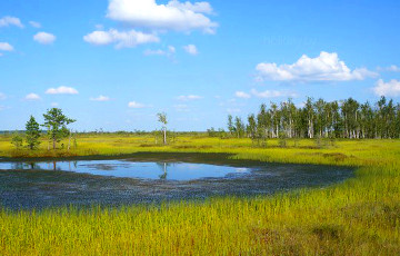 Ученые рассказали, как власти «топят» в болоте $30 миллионов в год