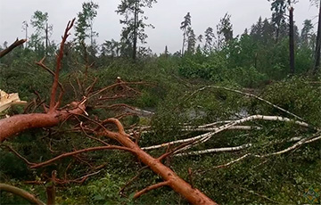 По Россонскому и Полоцкому районам прошел ураган
