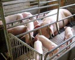 В Беларуси намерены ввести в эксплуатацию восемь свинокомплексов