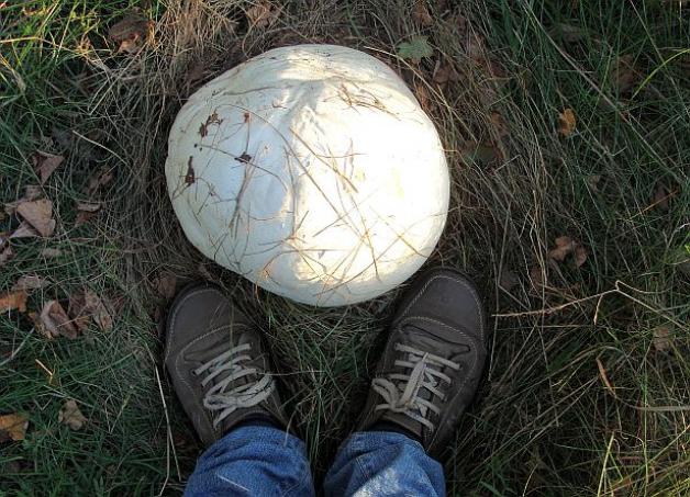 Фотофакт: Под Барановичами нашли гриб размером с баскетбольный мяч