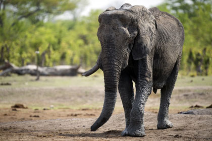 Зимбабве начнет распродажу слонов