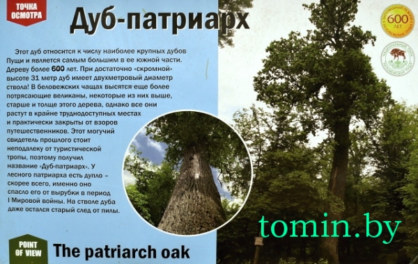 В Беловежской пуще туристы уничтожают 600-летний дуб