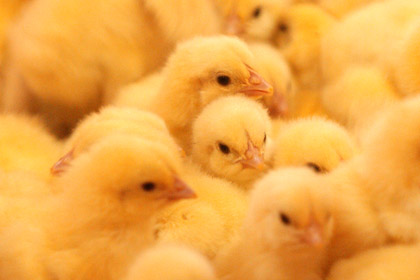 Ученые объяснили возникновение эпидемий птичьего гриппа