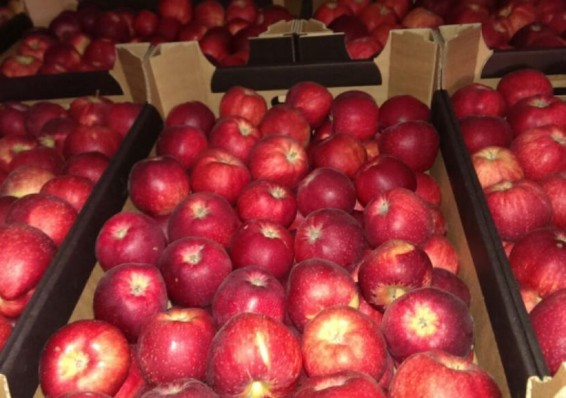 Нестыковочка: Беларусь ввезла в Россию в пять раз больше яблок и грибов, чем вырастила