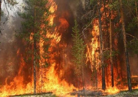 За сутки в Беларуси ликвидированы 21 лесной и 15 торфяных пожаров