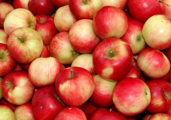 Польские яблоки под видом белорусских и сербских вернулись в Россию
