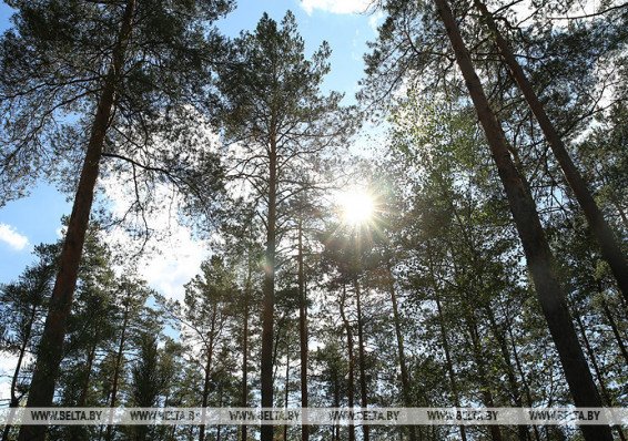 Запрет на посещение лесов действует в 77 районах Беларуси