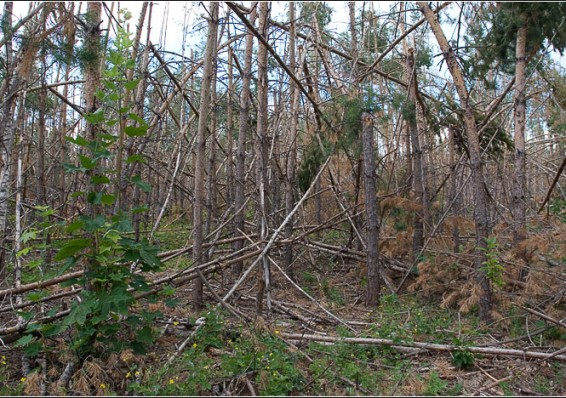 Более половины древесины после урагана уже убрано