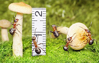 Россиянам теперь придется измерять грибы перед тем, как срезать