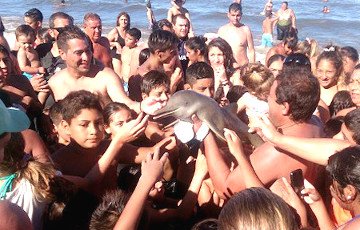 Туристы затискали дельфиненка, делая с ним «селфи»