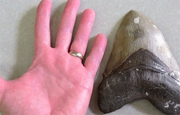 Ученые раскрыли тайну удивительных размеров доисторической акулы