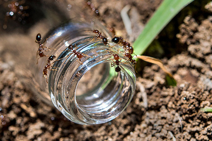Огненные красные муравьи впервые атаковали человека в Японии