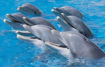 Московия лишилась боевых дельфинов из-за шторма в Черном море
