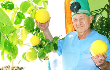 Фотофакт: Доктор из Мозыря выращивает килограммовые лимоны