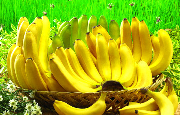 Жительница Бреста купила бананы – а в них оказалась американская квакша