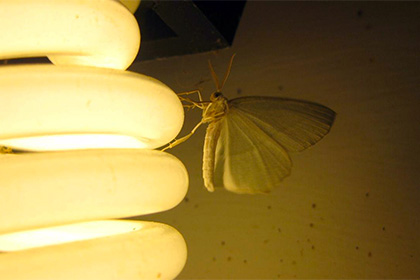 Ученые определили самые привлекательные для насекомых лампочки
