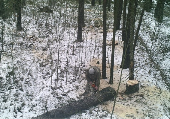 В белорусских лесах стало больше фотоловушек - число пойманных нарушителей выросло в полтора раза