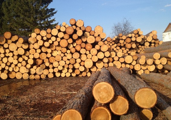 В Беларуси вводится лицензирование экспорта всех видов круглых лесоматериалов